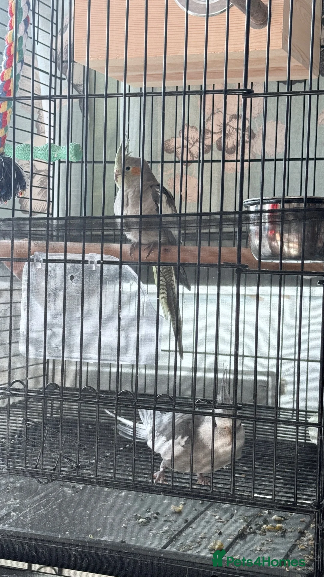 Cockatiels birds for sale: Male and female  in Birmingham - Advert 2
