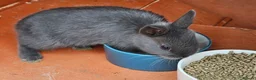 Netherland Dwarf rabbits for sale: Netherland dwarf  - Advert 4