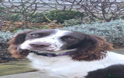 Sprocker dogs for sale: Gorgeous Sprocker spaniel girl 7 months old - Advert 3