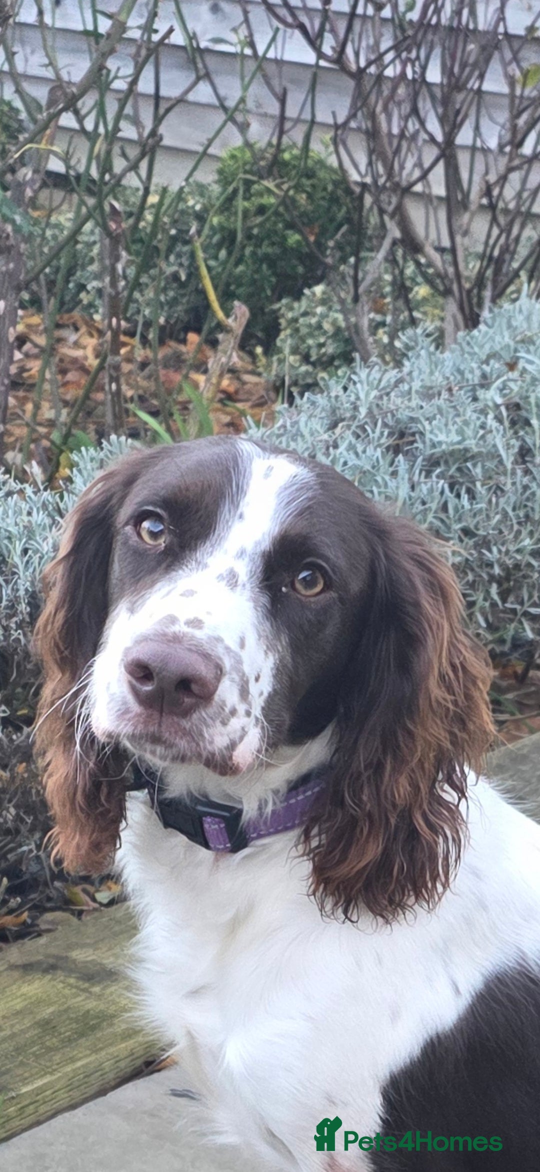 Sprocker dogs for sale: Gorgeous Sprocker spaniel girl 7 months old - Advert 3