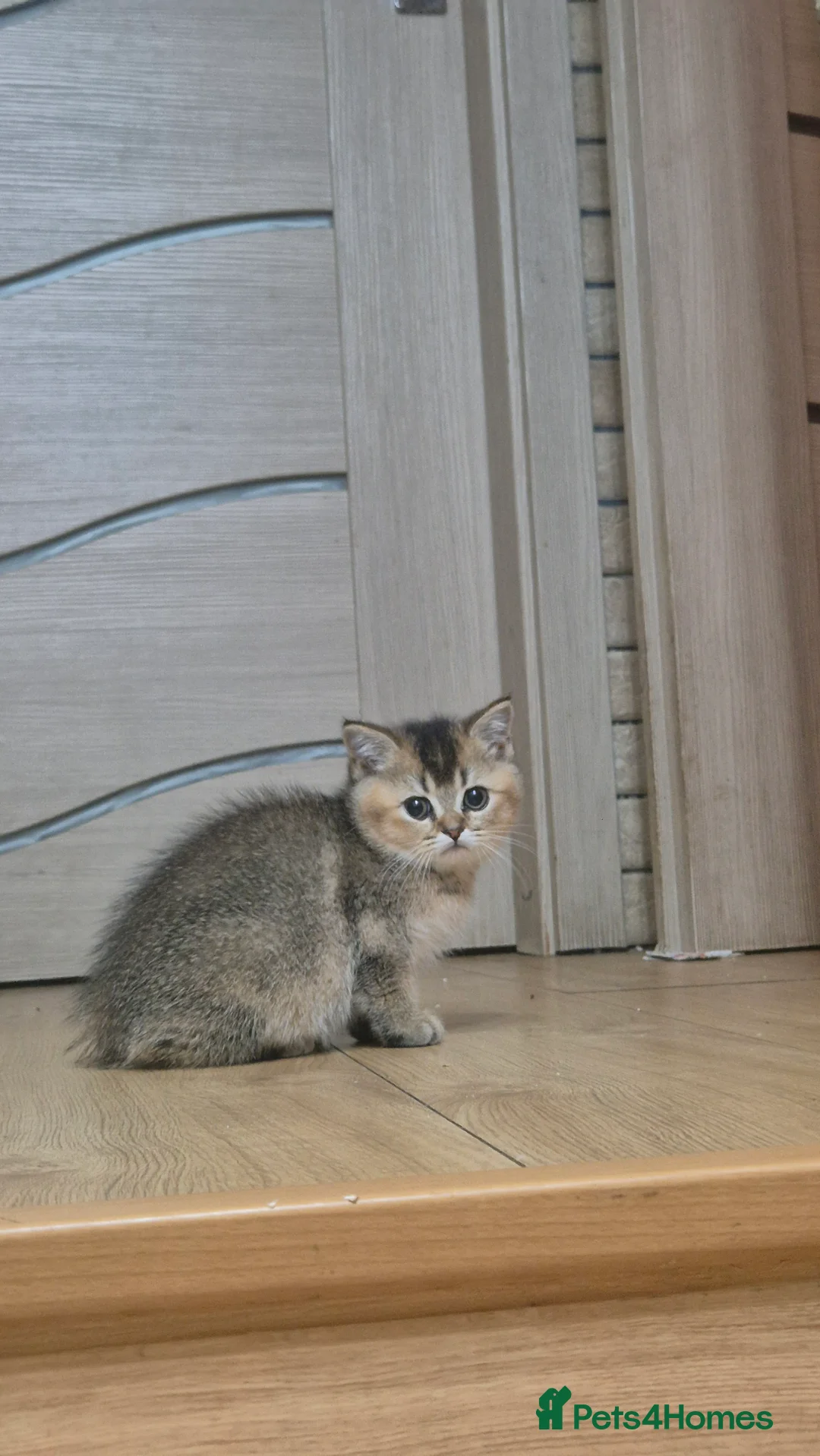 British Shorthair cats for sale: British shorthair  cat - Advert 12