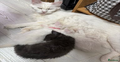 Maine Coon cats TICA Maine Coon Russian - Advert 5