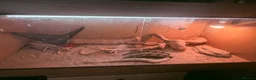 Bearded Dragon reptiles for sale: Bearded dragon  in Southampton - Advert 3