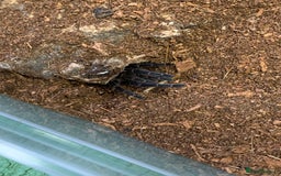 Tarantulas invertebrates for sale: Juvenile Eupalaestrus campestratus for sale - Image 5