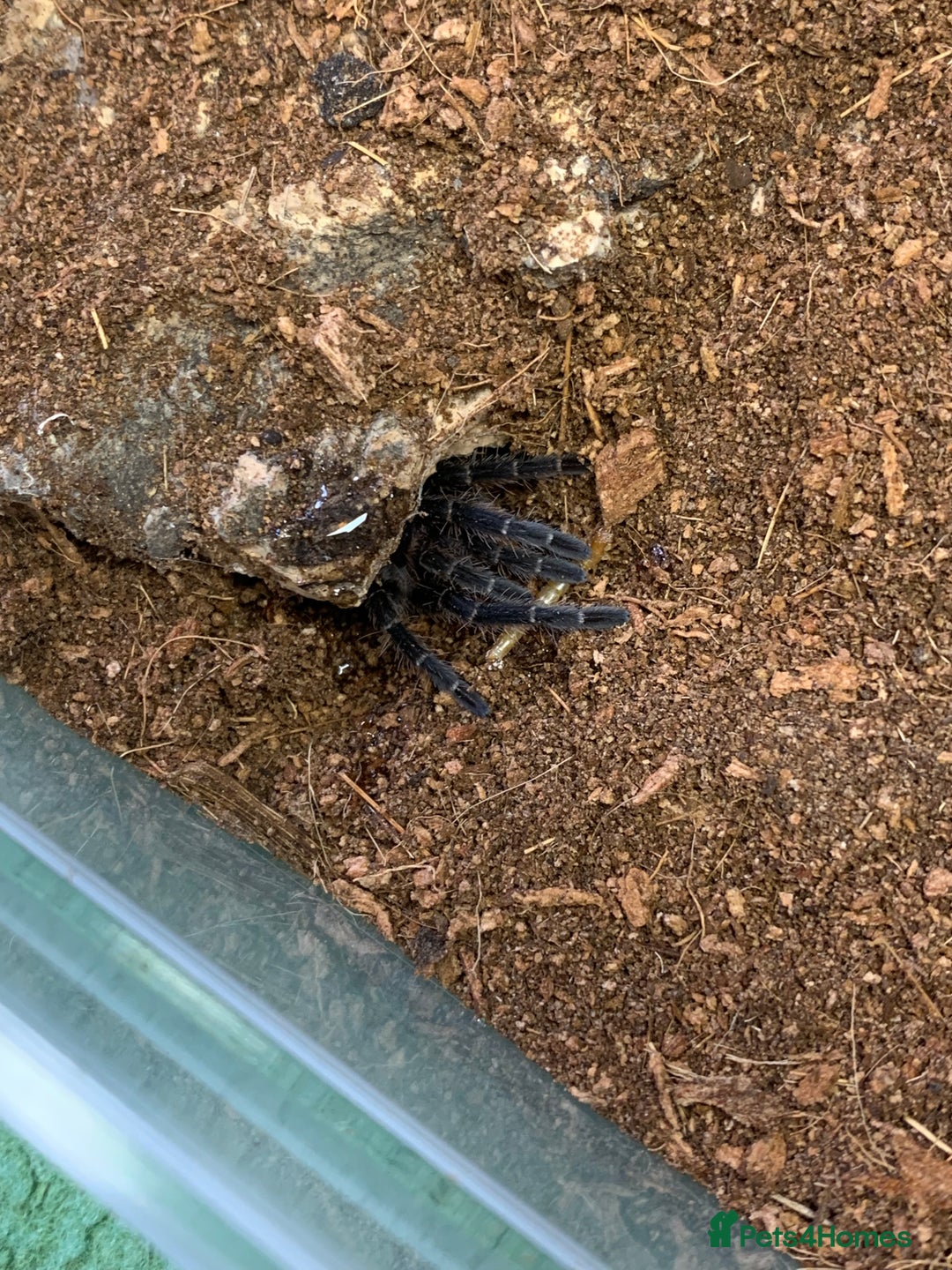 Tarantulas invertebrates for sale: Juvenile Eupalaestrus campestratus for sale - Image 5