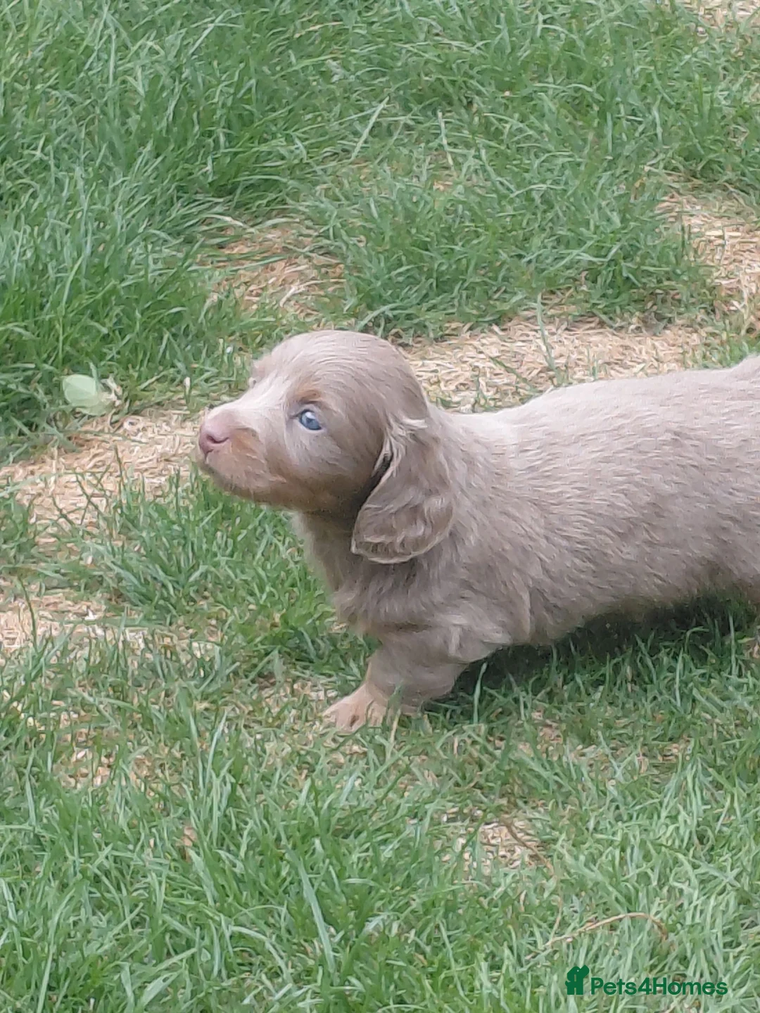 Miniature Dachshund dogs for sale: Isabella/tan rare miniature long haired daschund  - Advert 2
