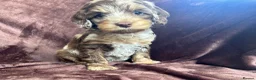 Cockapoo dogs for sale: Cockerpoo Puppies - Advert 1