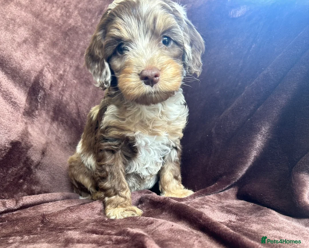 Cockapoo dogs for sale: Cockerpoo Puppies - Advert 1