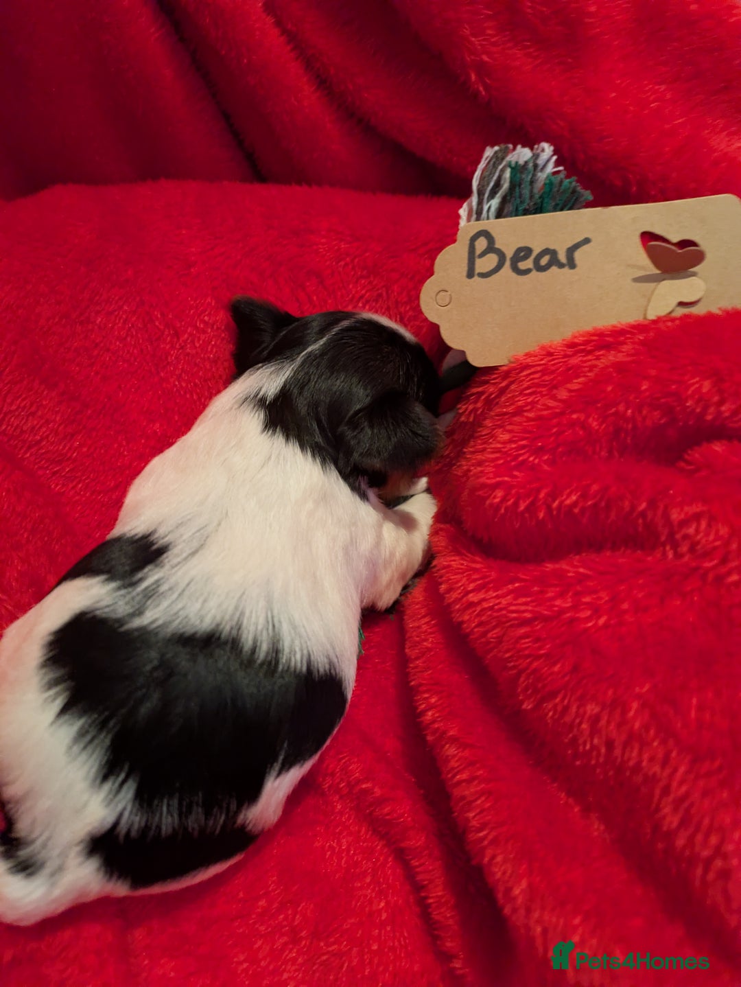 Biewer Terrier dogs for sale: Adorable Purebred Biewers  - Image 8