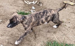 Whippet dogs for sale: Five Star KC Whippet BOY - Reduced! - Image 4