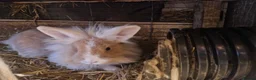 Lionhead rabbits for sale: Friendly, cute, fluffy lionhead bunnies- m and f - Advert 5