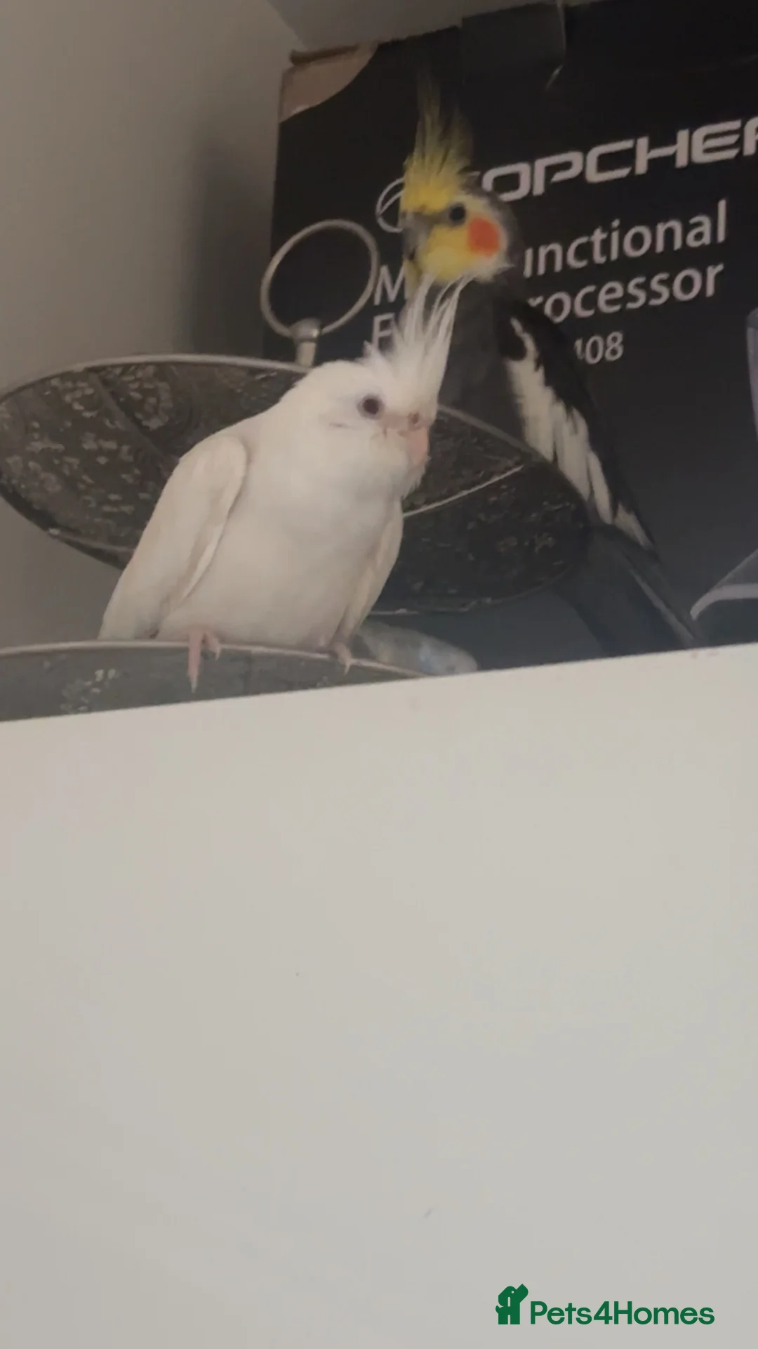 Cockatiels birds for sale: Two lovely cockatiels  in Barking - Advert 2