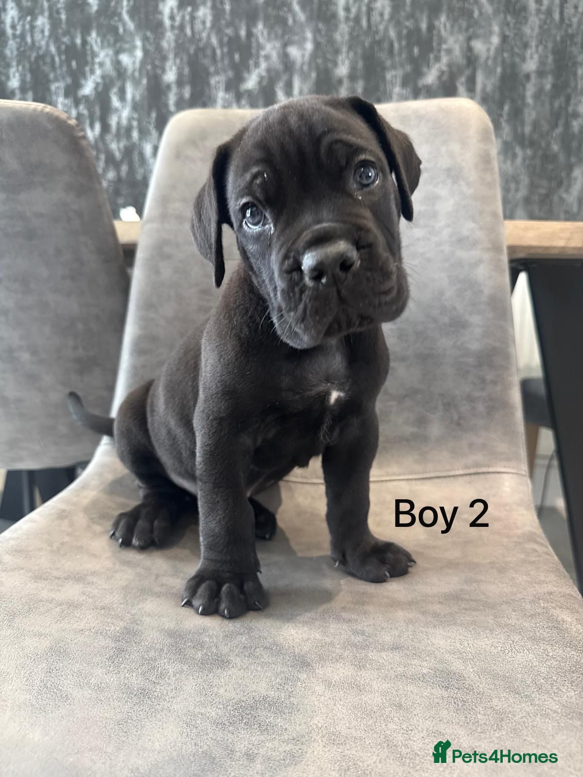 Cane Corso dogs Cane Corso puppies excellent example of the breed  - Advert 1