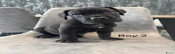 Cane Corso dogs for sale: Ready to collect Exceptional Cane Corso puppies   - Advert 17