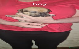 Staffordshire Bull Terrier dogs for sale: Beautiful staffy pups - Image 7