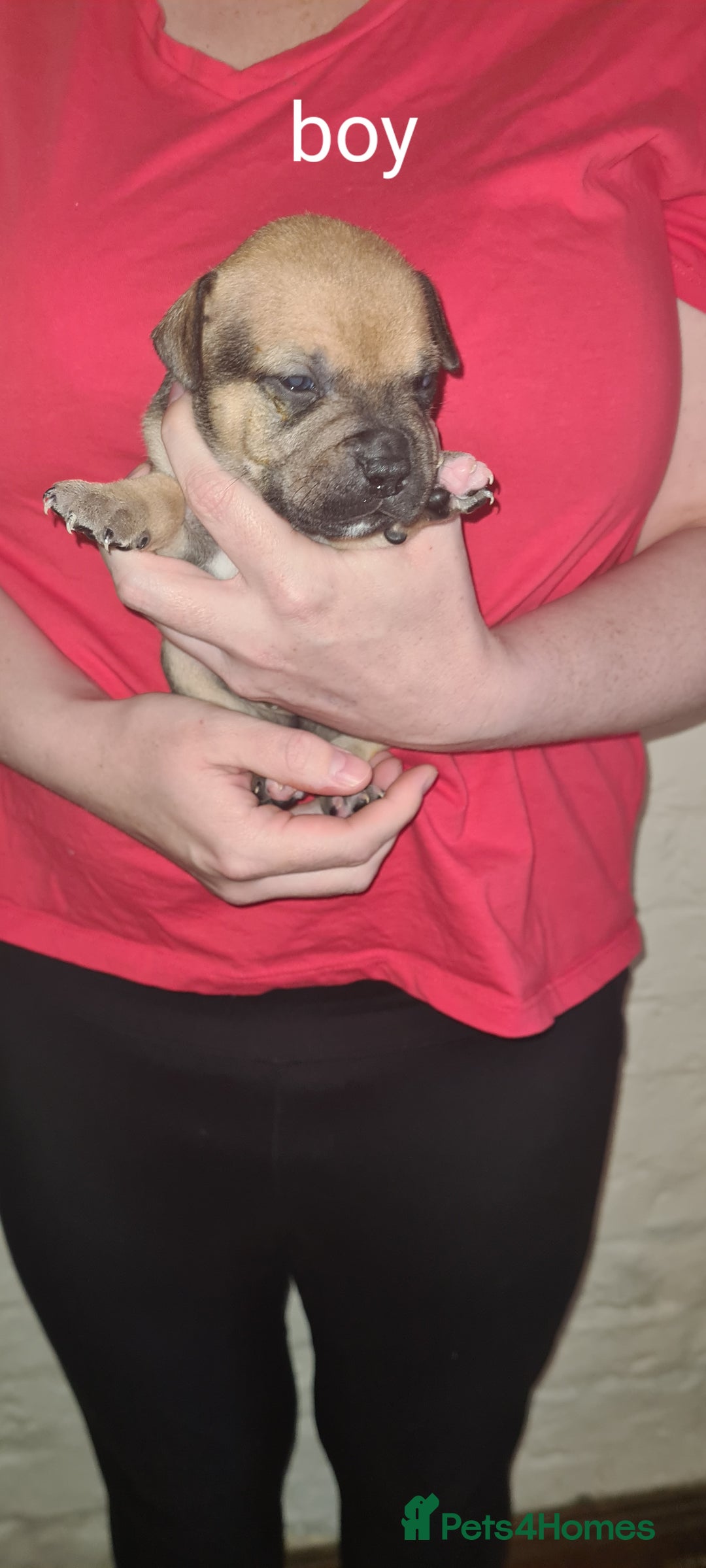 Staffordshire Bull Terrier dogs for sale: Beautiful staffy pups - Image 7