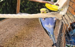 Budgerigars birds for sale: Yellow Lutino budgies. - Image 8