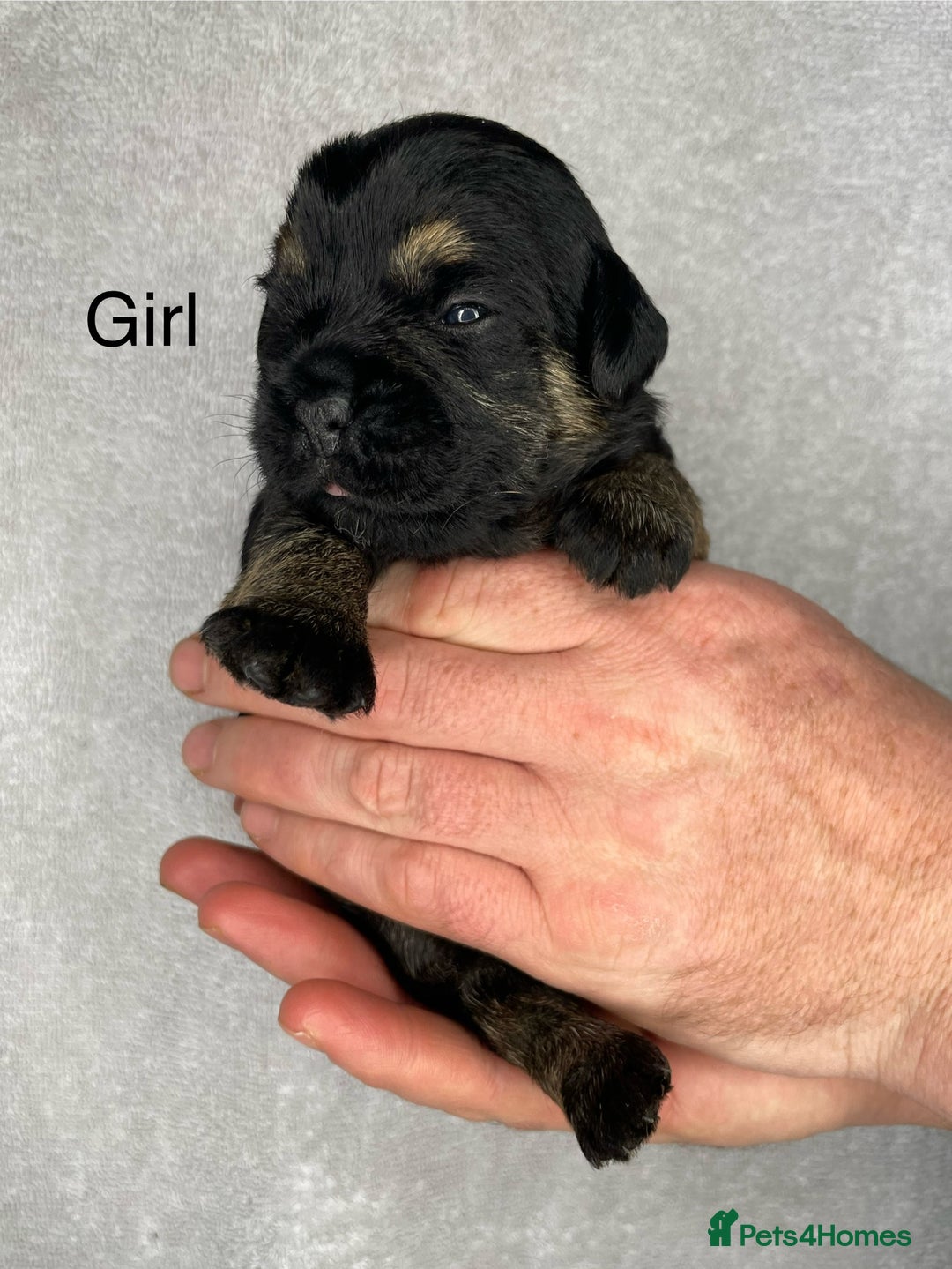 Border Terrier dogs for sale: Beautiful Border Terrier Puppies - Advert 4
