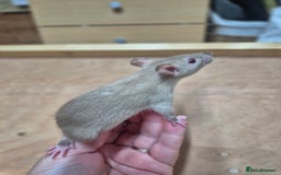 Rat rodents for sale: Male rats available - Image 11