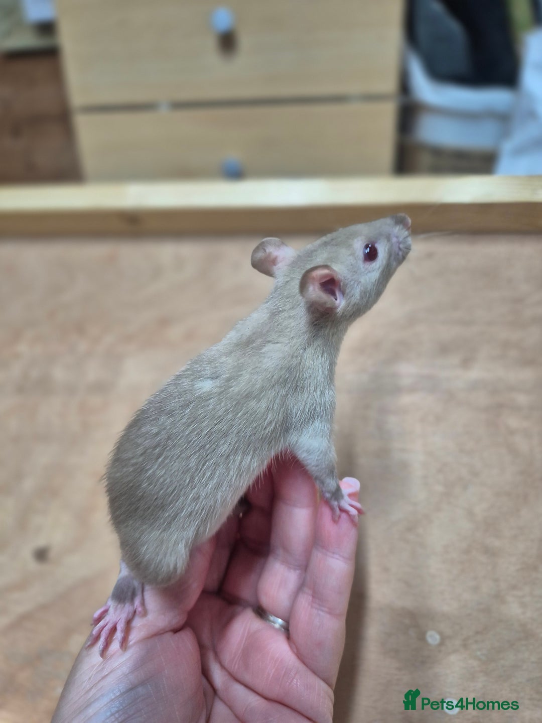 Rat rodents for sale: Male rats available - Image 11
