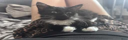 Mixed Breed cats for sale: Female kitten for sale - Advert 2