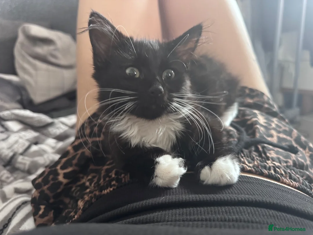 Mixed Breed cats for sale: Female kitten for sale - Advert 2