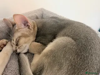 Abyssinian cats Abyssinian Kittens 🐾 - Advert 6