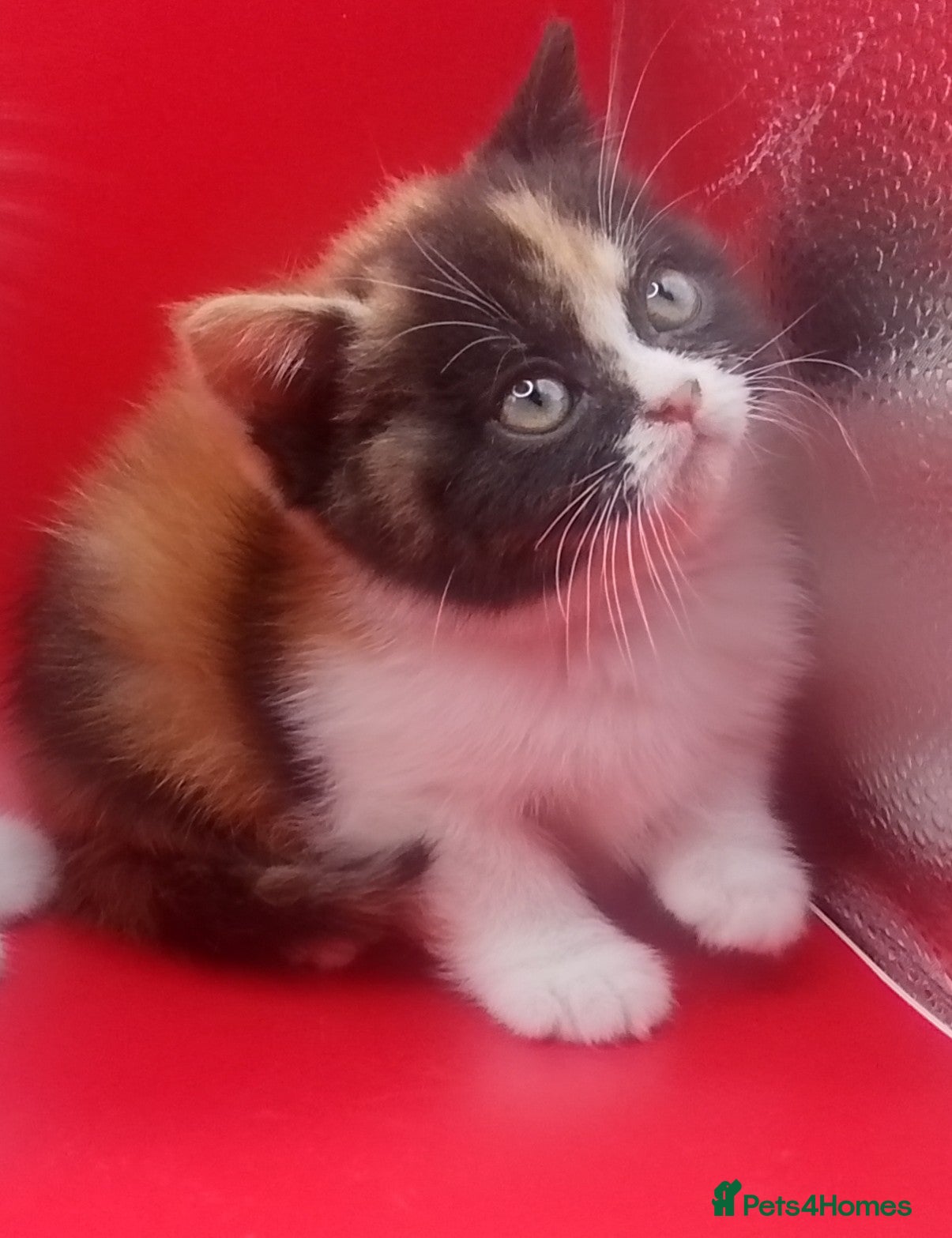 British Shorthair cats Beautiful exotic British Shorthair  - Advert 17