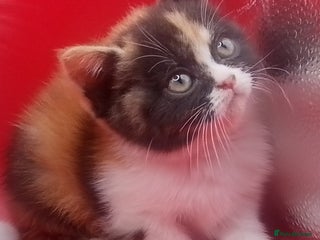 British Shorthair cats Beautiful exotic British Shorthair - Advert 7