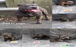 Staffordshire Bull Terrier dogs for sale: Kc reg king fury pups. Kassius grand pups.  - Image 1