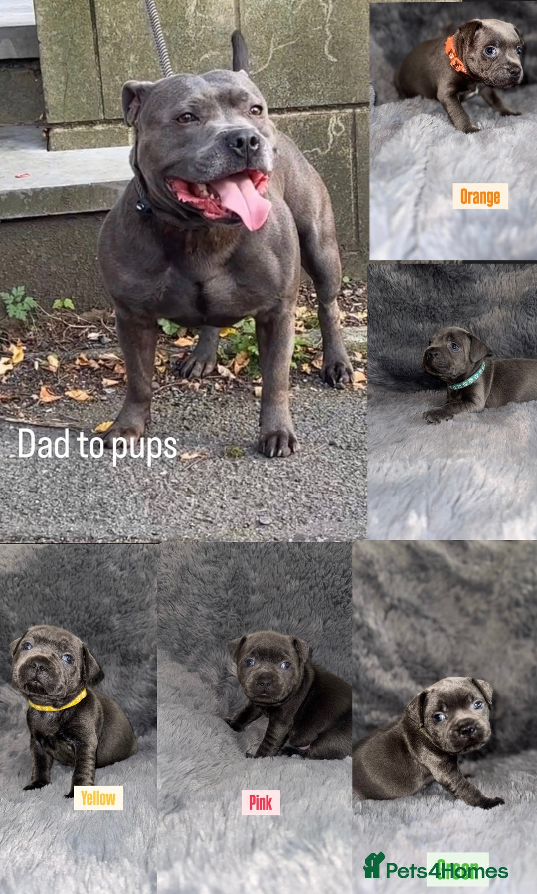 Staffordshire Bull Terrier dogs for sale: Kc reg king fury pups. Kassius grand pups.  - Image 1