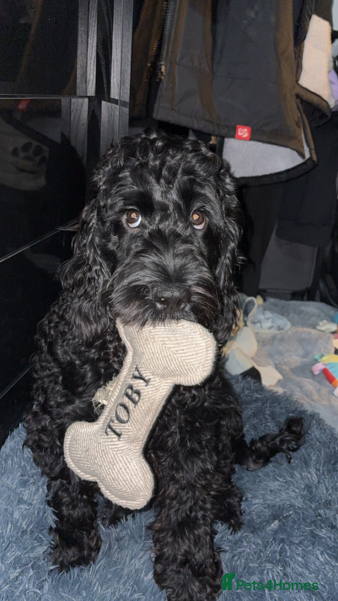 Cockapoo dogs Cockapoo - Needs rehoming - Advert 1