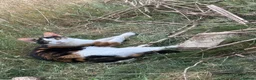 Mixed Breed cats for sale: 2 female kittens - Advert 1