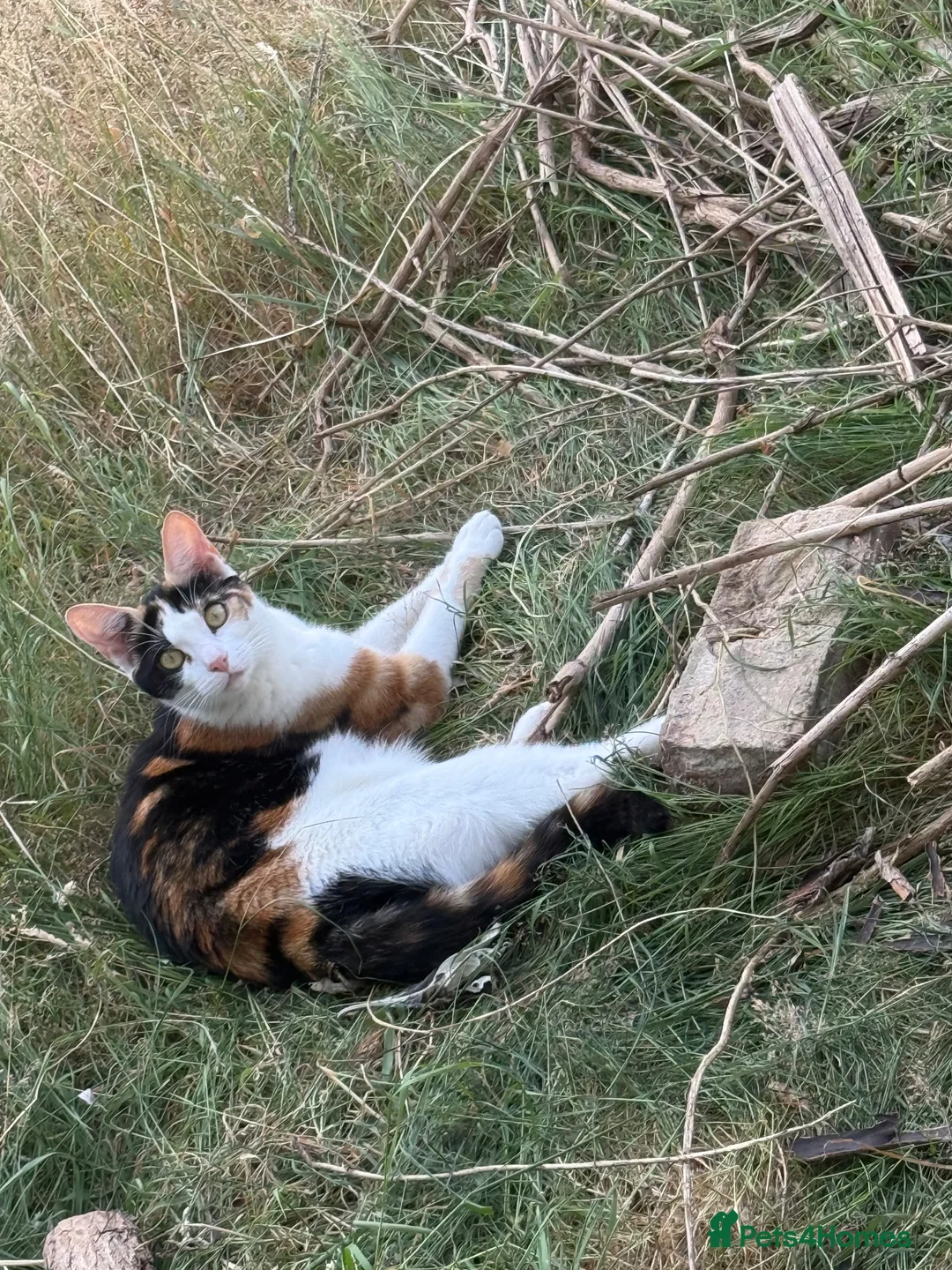 Mixed Breed cats for sale: 2 female kittens - Advert 1
