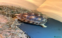 Tortoise reptiles for sale: Sulica tortoise  - Image 4
