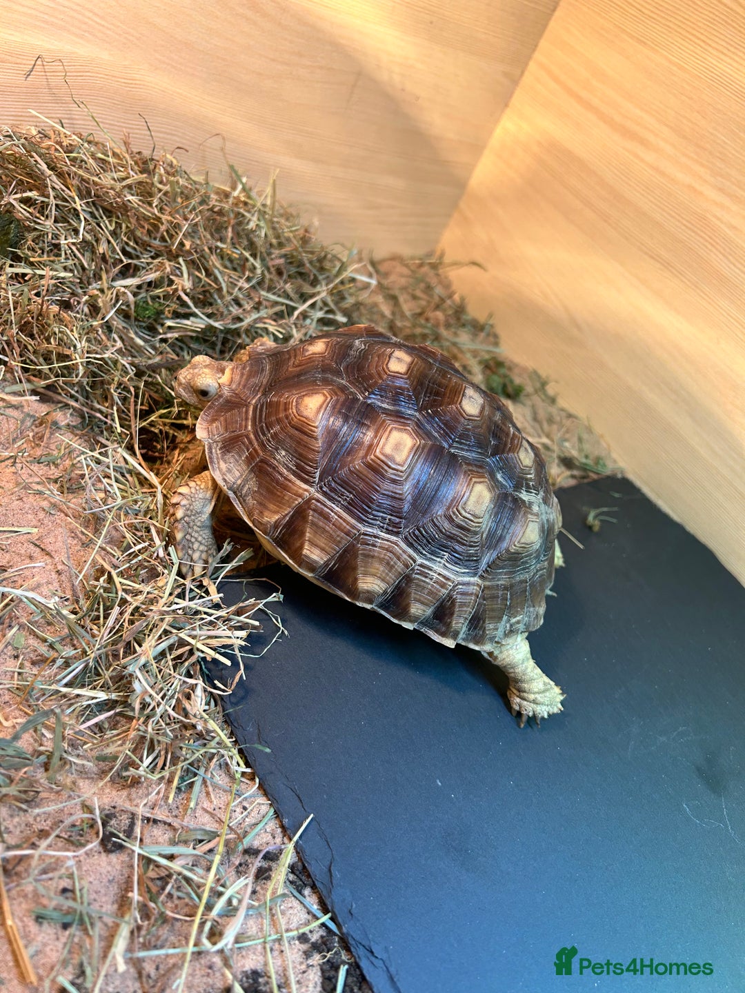 Tortoise reptiles for sale: Sulica tortoise  - Image 4