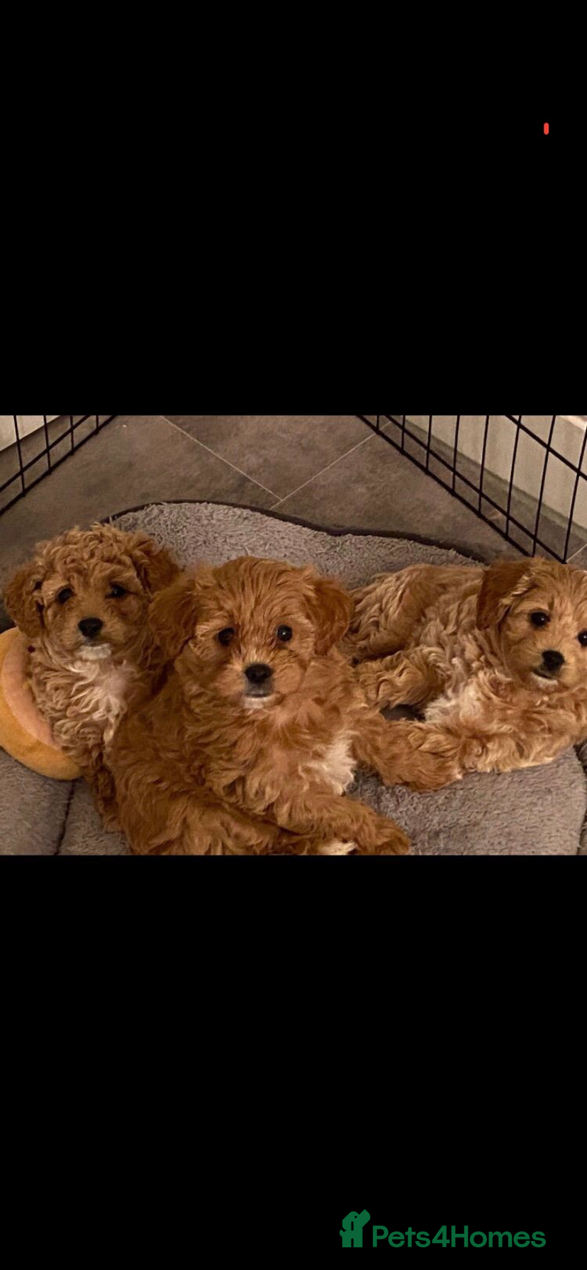 Cavapoochon dogs Beautiful Cavapoochon puppies - Advert 2