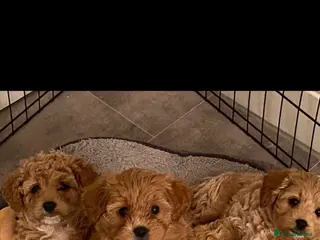 Cavapoochon dogs Beautiful Cavapoochon puppies - Advert 2