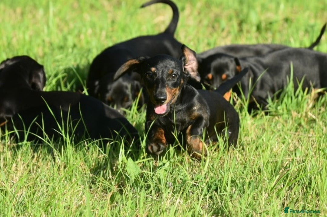 Miniature Dachshund dogs for sale: Mini smooth dachshund one boy available  in Newton Abbot - Image 16