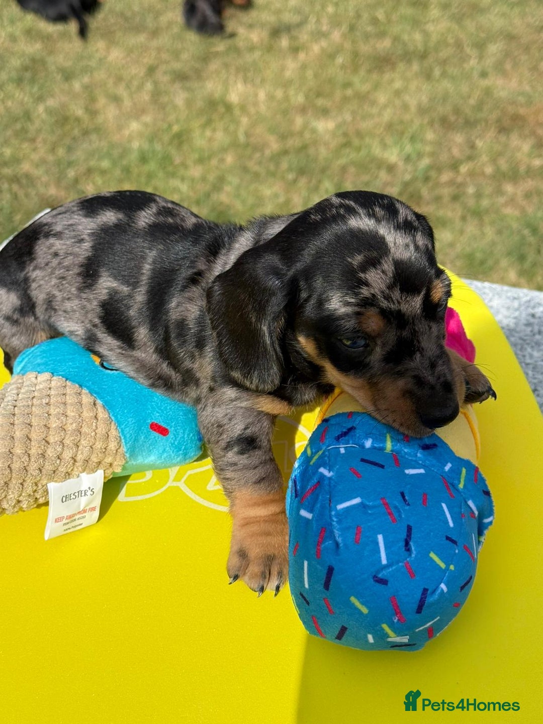 Miniature Dachshund dogs for sale: Miniature daschund puppies - Image 4