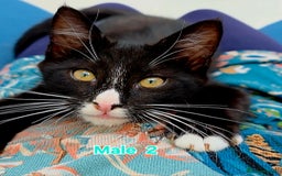 Mixed Breed cats for sale: 4 Maine Coon X Kittens Still Available!! - Image 6