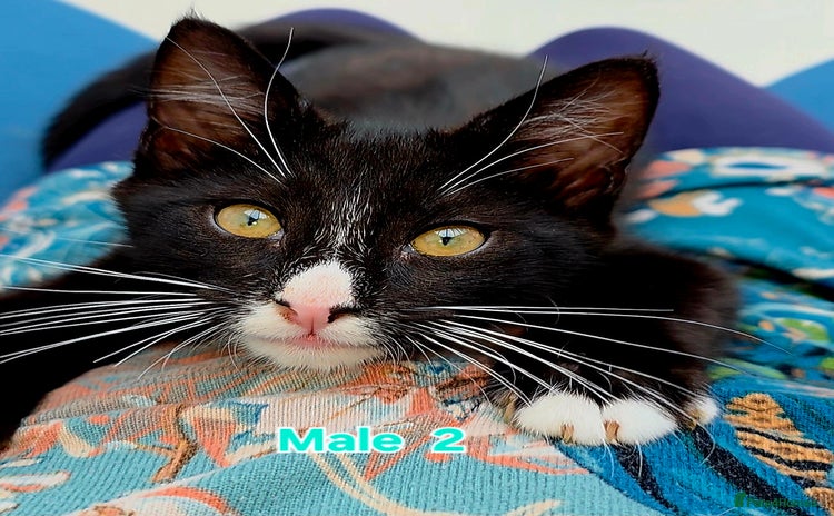 Mixed Breed cats - Advert 16