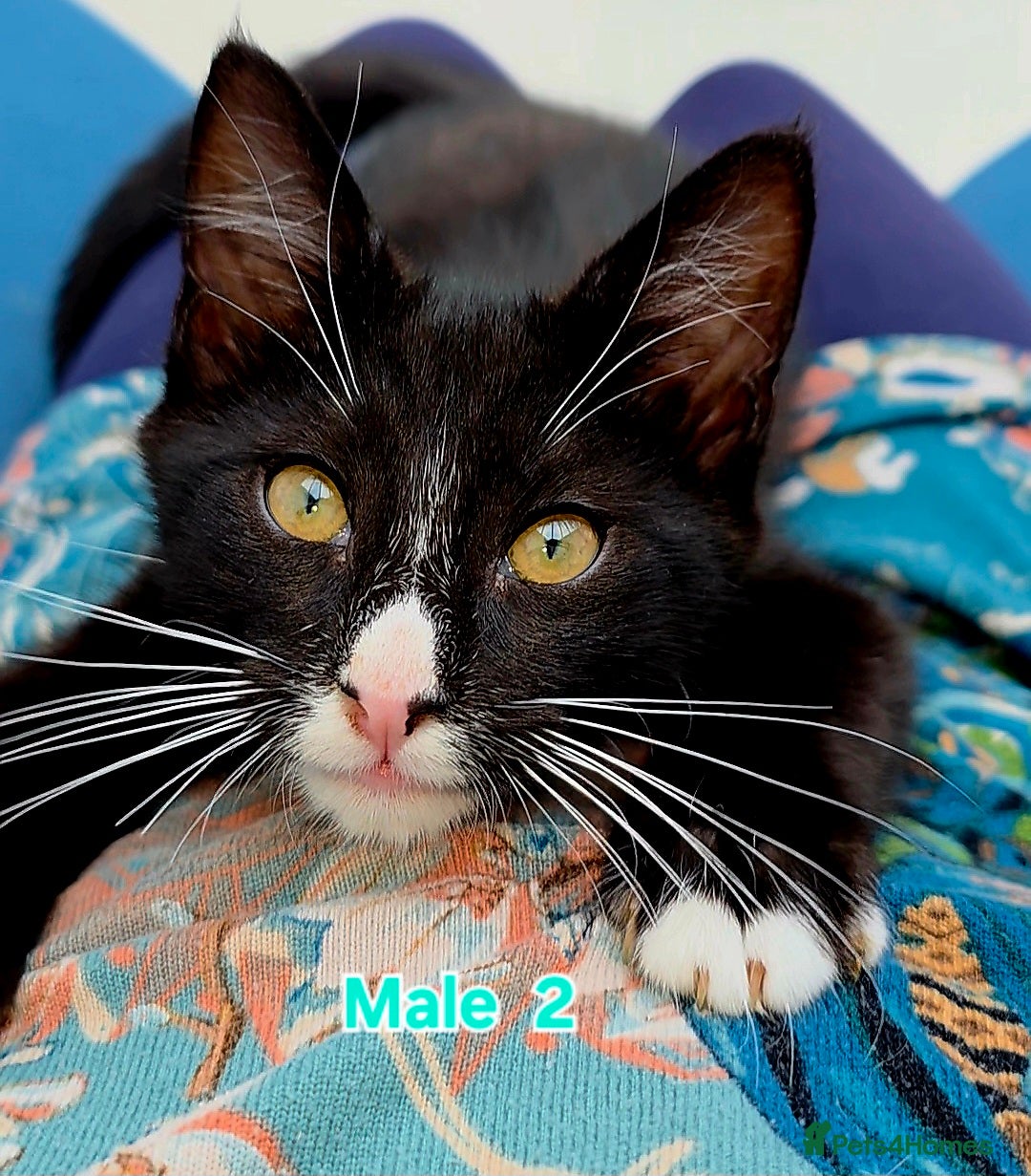 Mixed Breed cats for sale: 4 Maine Coon X Kittens Still Available!! - Image 6