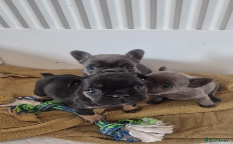 French Bulldog dogs - Advert 6