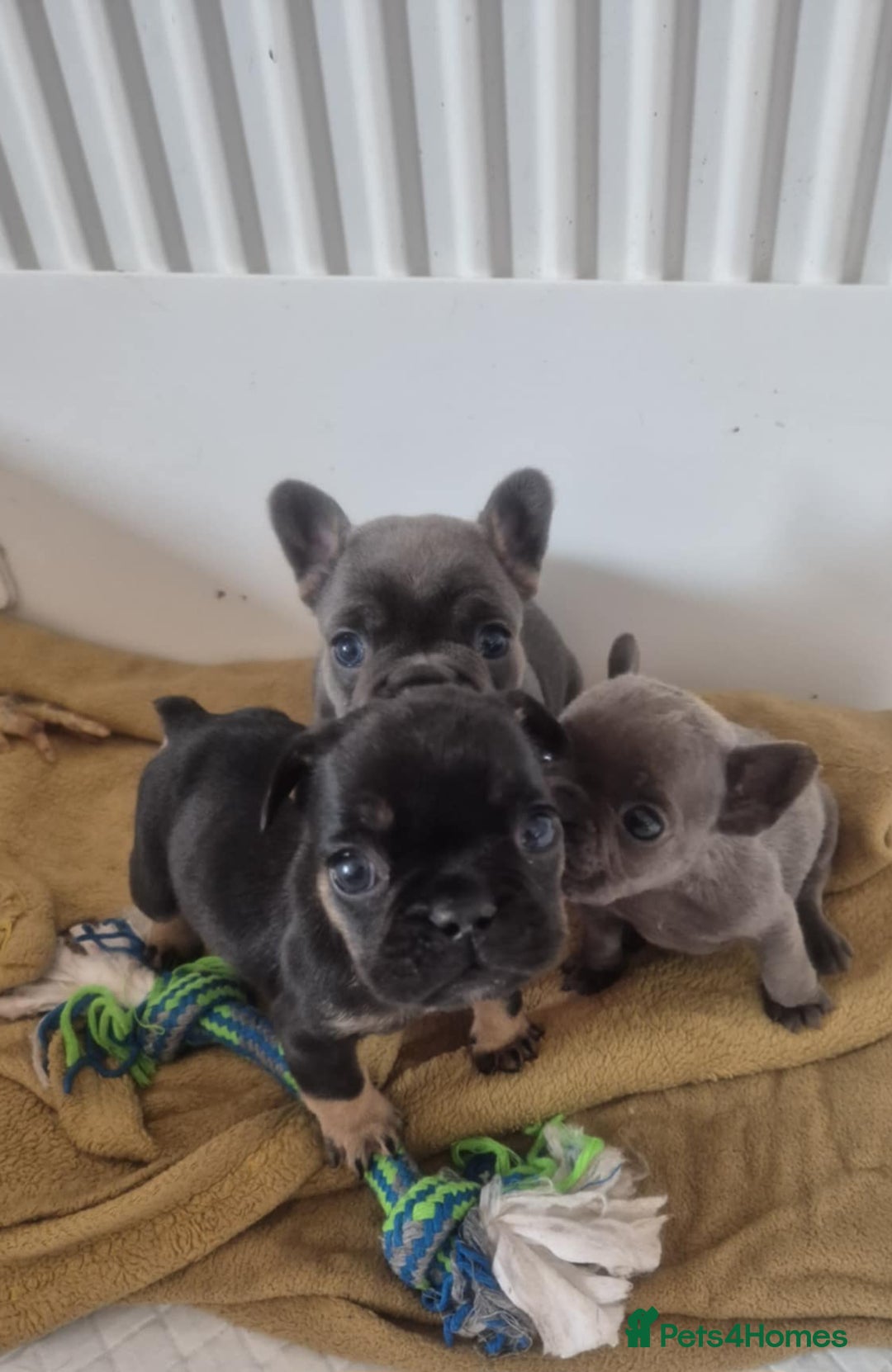 French Bulldog dogs for sale: French bulldog  puppies - Image 1