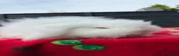 Mini Lion Lop rabbits for sale: Stunning TeddyWidder Babies  - Advert 2