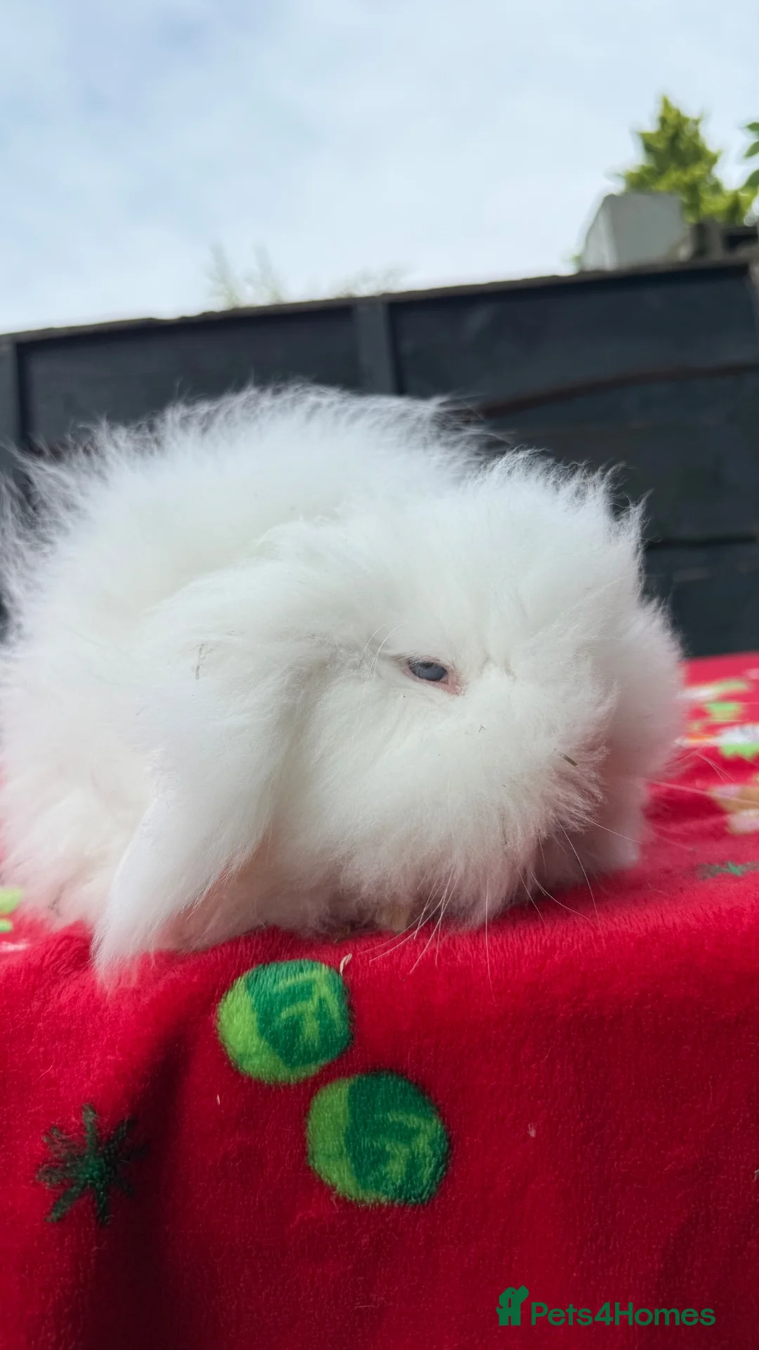 Mini Lion Lop rabbits for sale: Stunning TeddyWidder Babies  - Advert 2