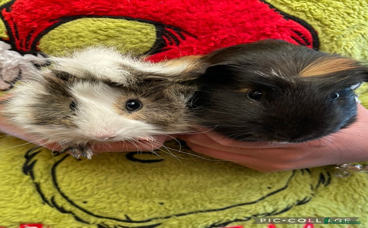 Guinea Pig rodents - Advert 1