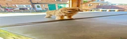 Maltipoo dogs for sale: MALTIPOOS!!! - Advert 9