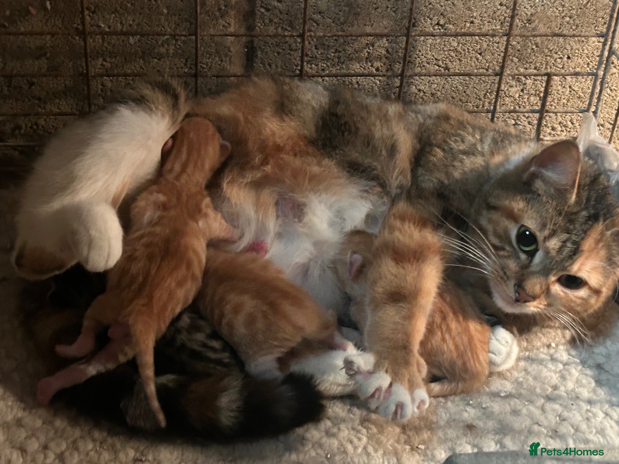 Mixed Breed cats Beautiful mixed breed kittens short haired  - Advert 1